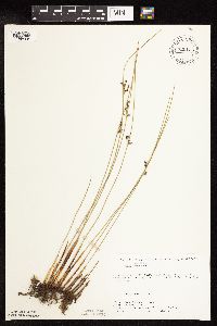 Juncus arcticus var. balticus image