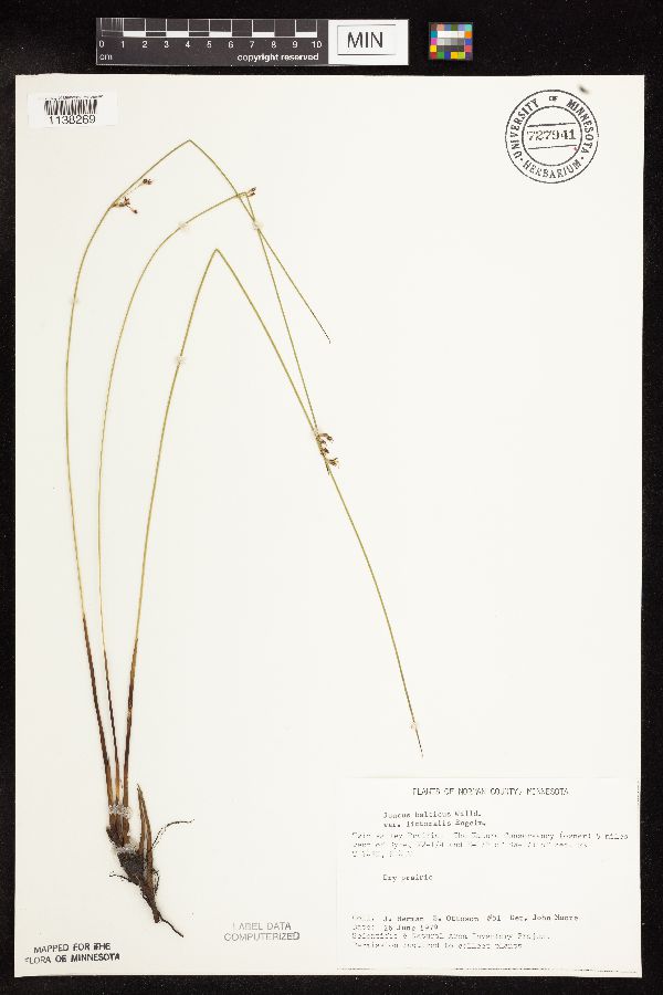 Juncus arcticus var. balticus image