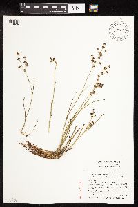 Media resource of Juncus articulatus