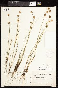 Juncus brachycarpus image