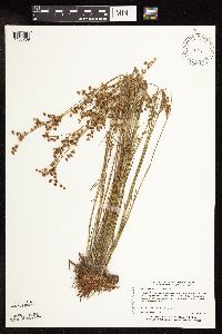Image of Juncus brevicaudatus