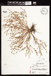 Image of Juncus bufonius