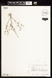 thumbnail image of current specimen