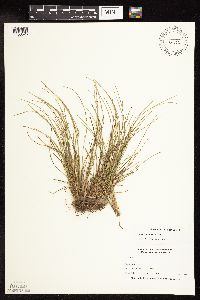 thumbnail image of current specimen