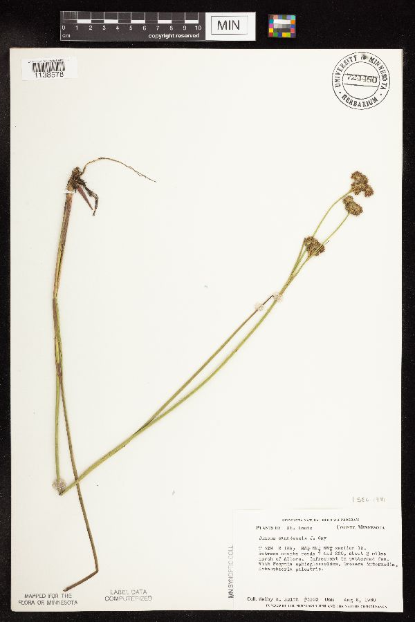 Juncus canadensis image