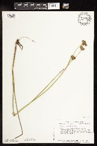Image of Juncus canadensis