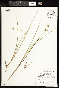 Juncus canadensis image