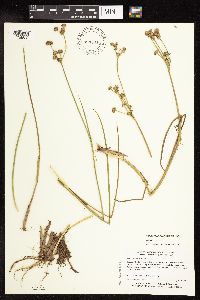 Juncus canadensis image