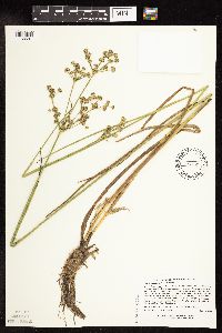 Juncus canadensis image