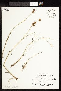 Juncus canadensis image