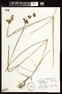 Juncus canadensis image