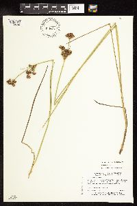 Juncus canadensis image