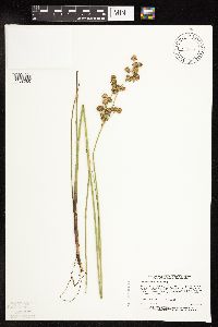 Juncus canadensis image