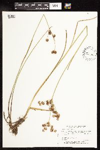 Juncus canadensis image
