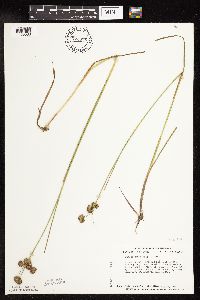 Juncus canadensis image