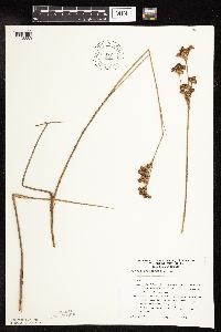 Juncus canadensis image