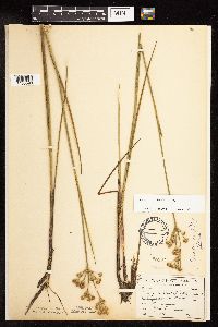 Juncus canadensis image