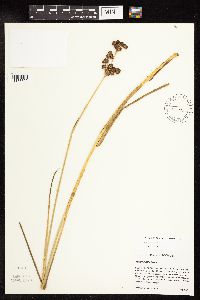 Juncus canadensis image