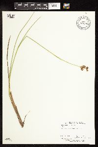 Juncus canadensis image
