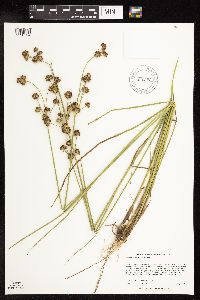 Juncus canadensis image