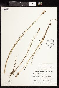 Juncus canadensis image