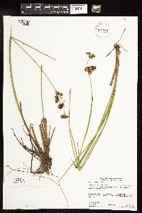 Juncus canadensis image