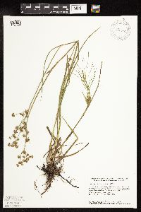 Juncus canadensis image