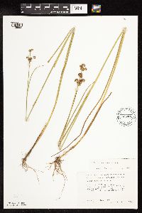Juncus canadensis image