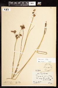 Juncus canadensis image
