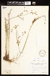 Juncus canadensis image