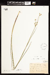 thumbnail image of current specimen
