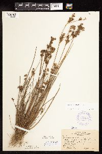 Juncus canadensis image