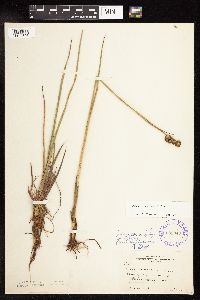 thumbnail image of current specimen