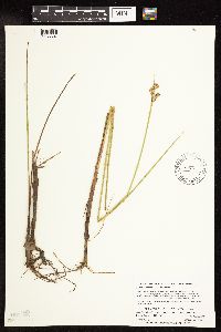 Juncus canadensis image