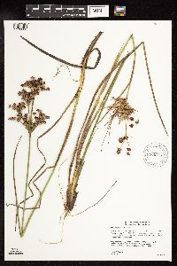 Juncus canadensis image