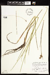 Juncus canadensis image