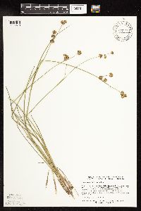 Juncus canadensis image
