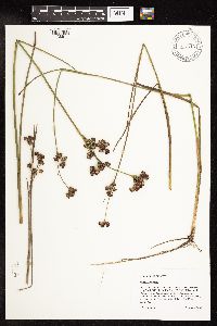 Juncus canadensis image