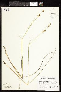 Juncus canadensis image