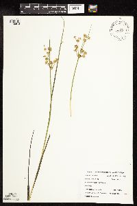 Juncus canadensis image