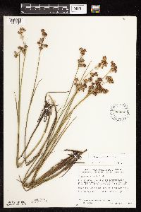 Juncus canadensis image
