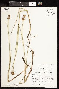 thumbnail image of current specimen