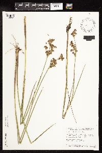 Juncus canadensis image