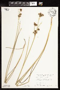 Juncus canadensis image