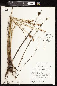 Juncus canadensis image