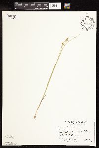 Juncus canadensis image