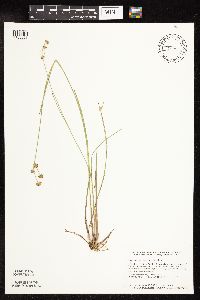Juncus canadensis image