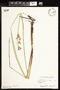 Juncus canadensis image