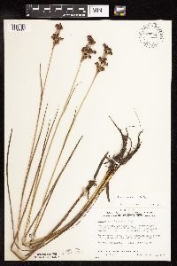 Juncus canadensis image