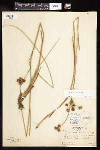 Juncus canadensis image
